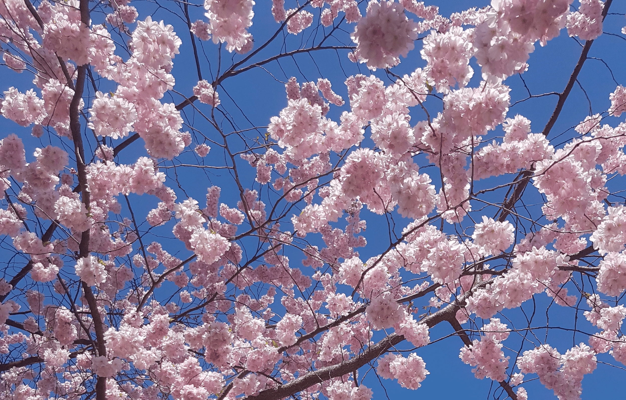 Blommande körsbärsträd