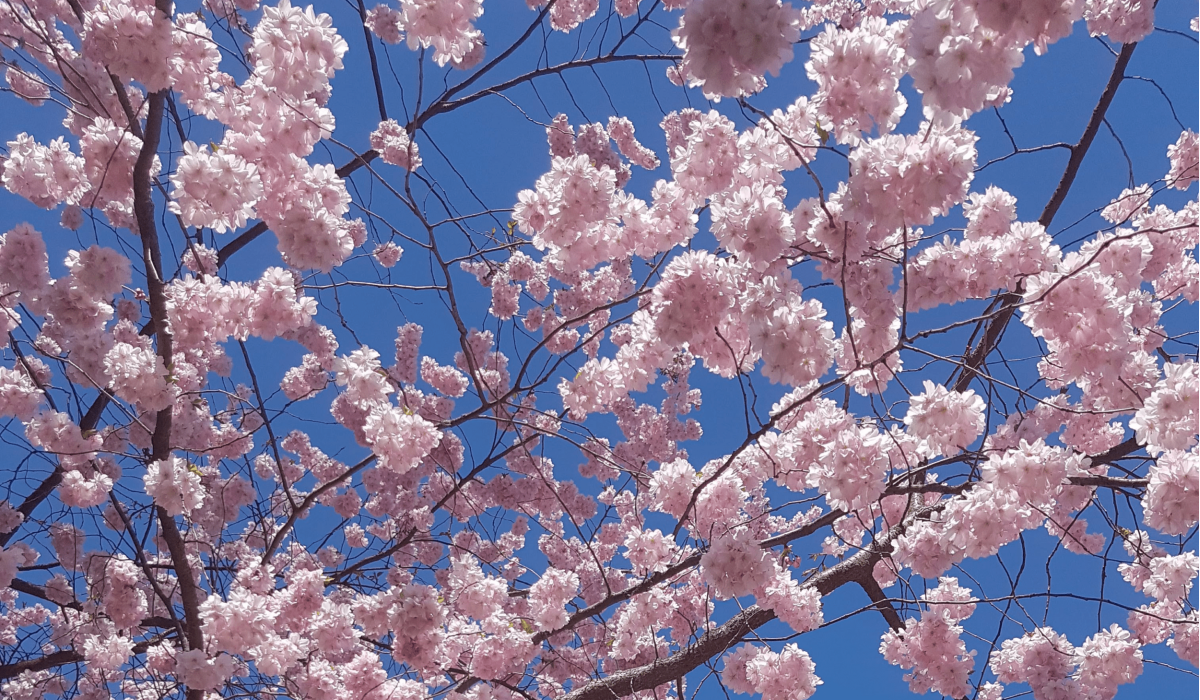 Blommande körsbärsträd